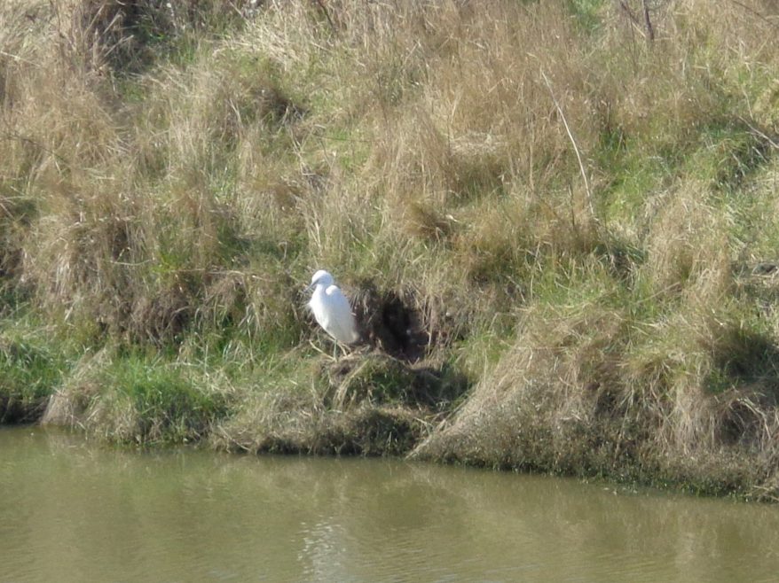 Little Egret - ahh. | J.Walden