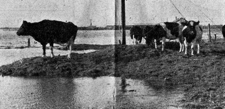 One of the few dry spots on flooded Canvey was reached by these cows which were rescued later in the week.