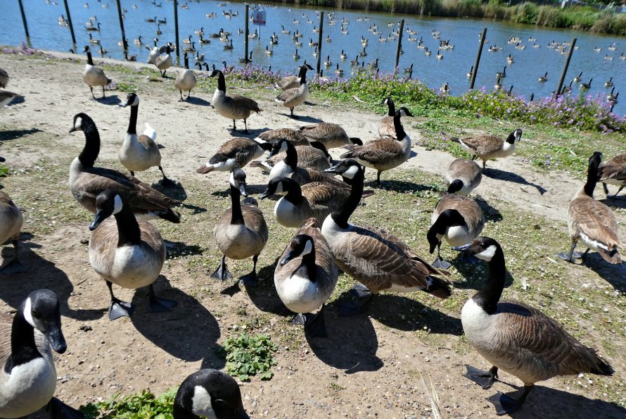 The geese are on strike!! | © Janet Penn