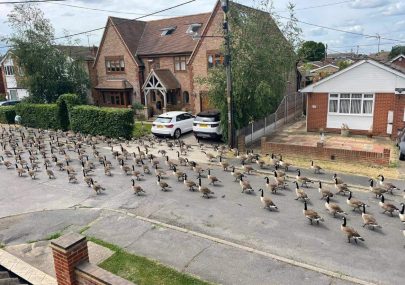 March of the geese
