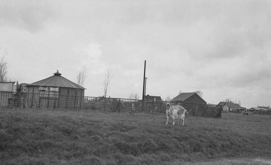 Some Canvey Dwellings 1935 | A G Linney copyright Museum of London