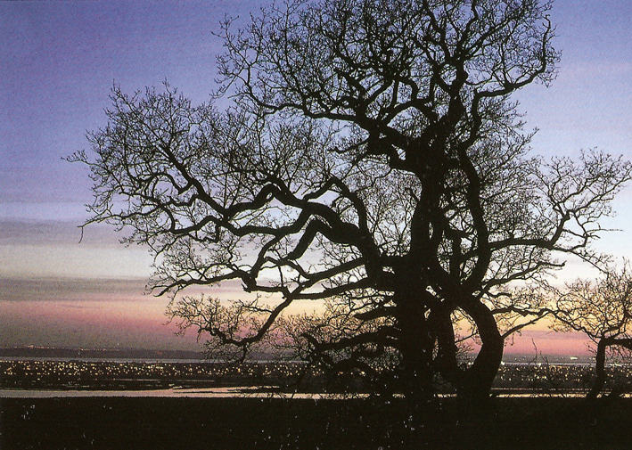Canvey Lights | Copyright Robert Hallmann from the book The Landscapes of Essx