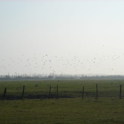Flocks disturbed on the site due to be an RSPB reserve