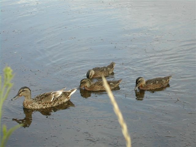 Female Mallard and her ducklings | Emma