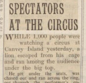 Lion Joined Spectators at the Circus