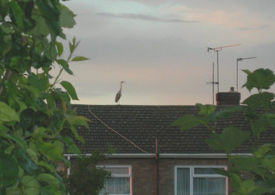 I suddenly noticed something on a roof nearby, not realising at first that it was a Heron. Hunted for my camera hoping it would not vanish. But luck was with me. 2008 | Janet Penn
