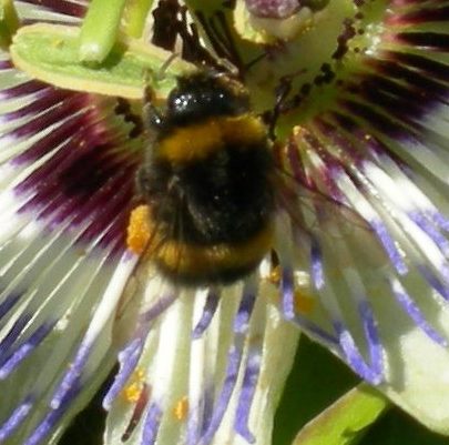 Bee collecting the pollen from a Passion Fruit Flower | Janet Penn