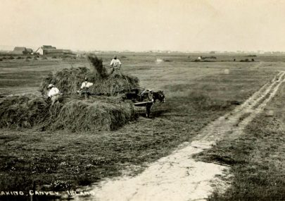 Haymaking Canvey