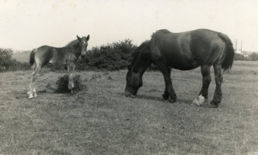 Bill Cass' Horses