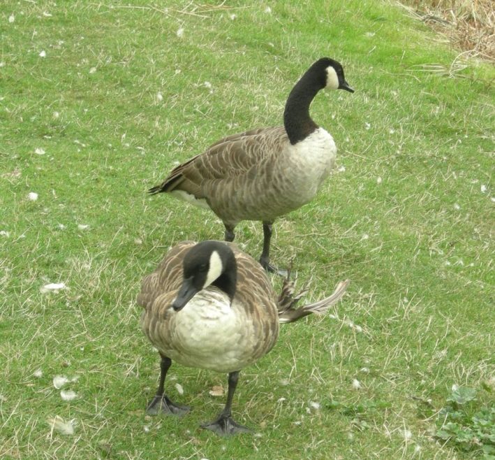 Two Canada Geese who took a liking to me. They both have damaged wings so will be staying awhile | J Penn