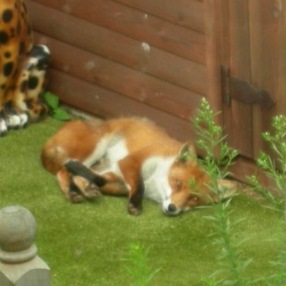 He is nearly always to be seen sleeping in the garden around 3-4 in the afternoon. His den is nearby under a neighbour's shed | Janet Penn