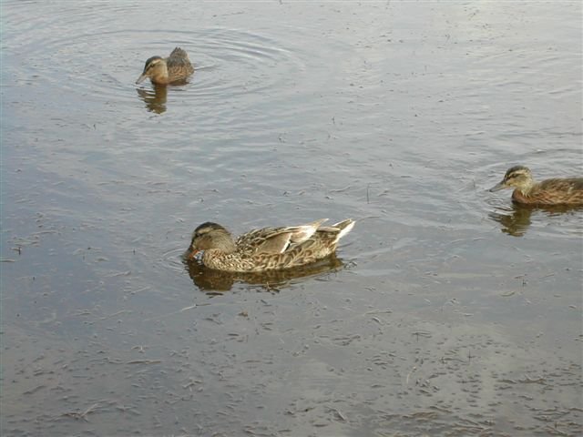 Female Mallard and two of her ducklings | Emma
