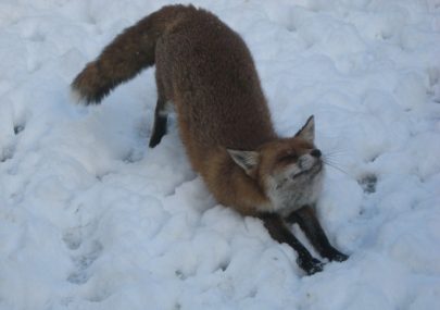 A fox's life on Canvey