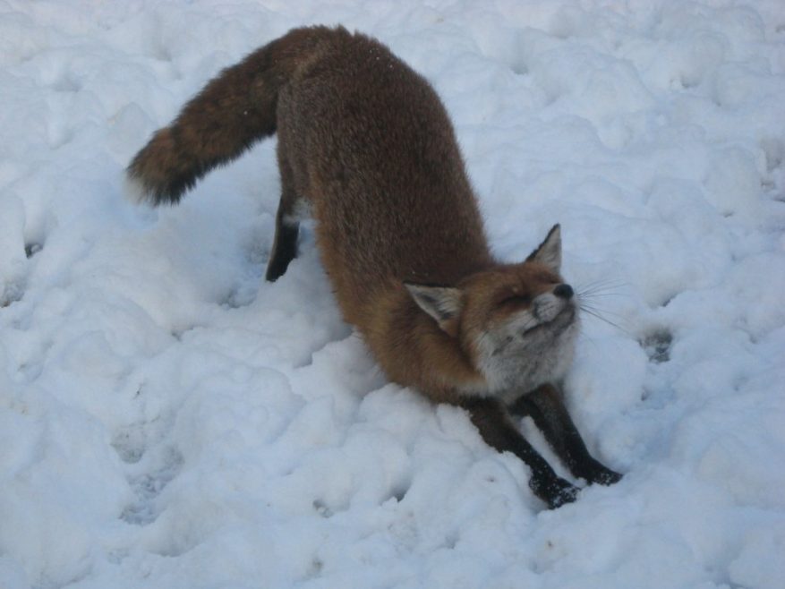 A fox's life on Canvey