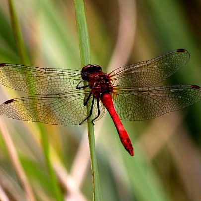 Ruddy Darter Dragonfly