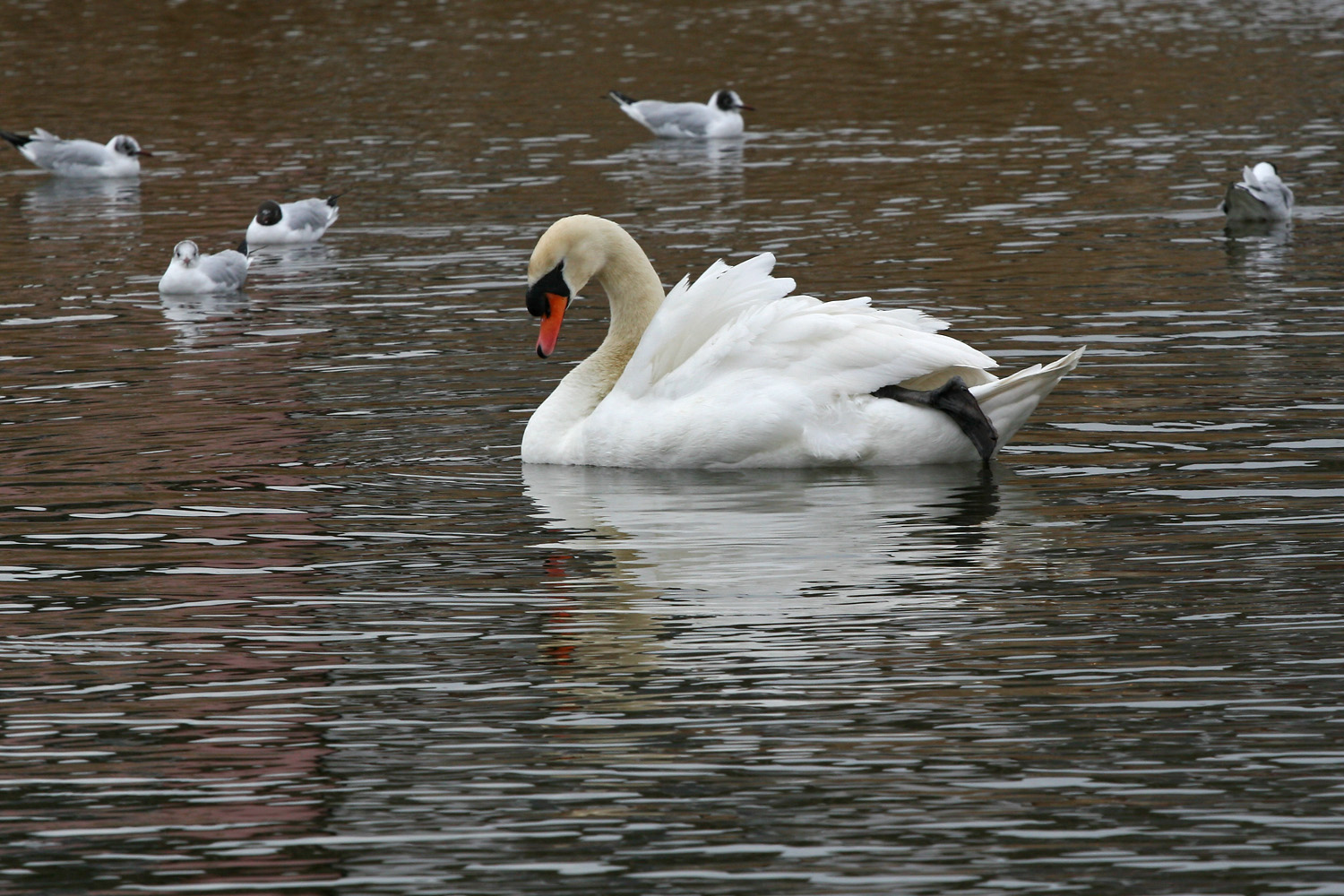 Canvey Lake | Wildlife, Lakeside | CanveyIsland.org