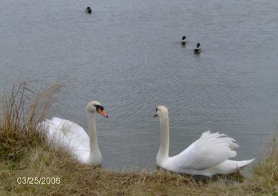 Swans on Smallgains Pond