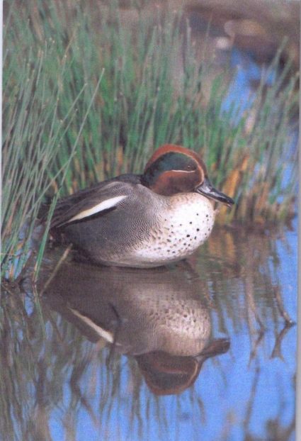 Drake Teal duck